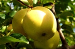 golden_apples